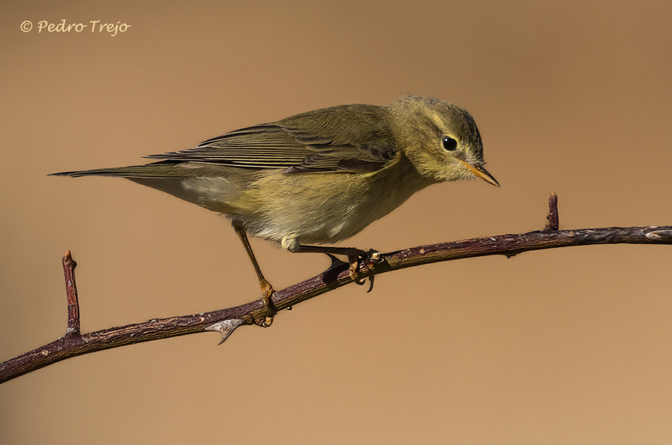 Mosquitero musical (Phylloscopus trochilus)